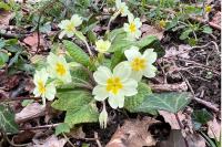 Primula vulgaris