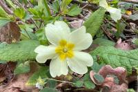 Primula vulgaris