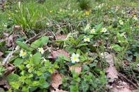 Primula vulgaris