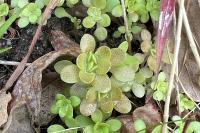 Sedum cepaea