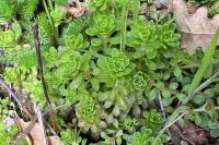 Sedum cepaea