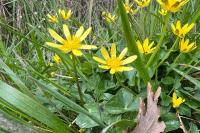 Ficaria verna