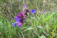 Pulmonaria longifolia