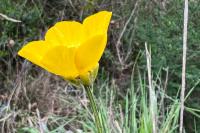 Ranunculus bulbosus