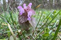 Lamium purpureum