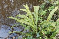 Asplenium scolopendrium