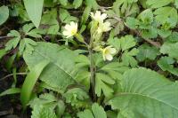 Primula elatior