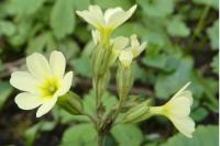 Primula elatior