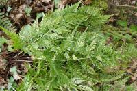 Asplenium adiantum-nigrum