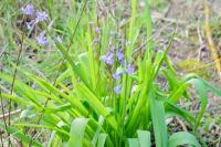 Hyacinthoides non-scripta