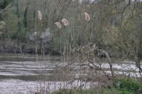 Phragmites australis