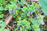 Glechoma hederacea