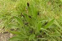 Plantago lanceolata