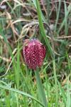 Fritillaria meleagris
