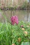 Fritillaria meleagris