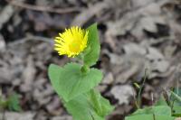 Doronicum plantagineum