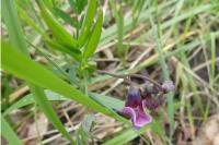 Vicia sepium