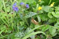 Pulmonaria longifolia