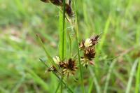 Luzula campestris