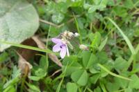 Erodium cicutarium