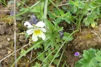Viola arvensis