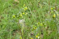 Senecio vulgaris