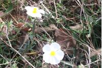 Helianthemum apenninum