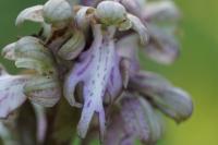 Himantoglossum robertianum