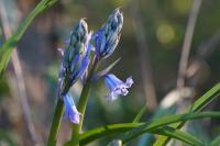 Hyacinthoides hispanica