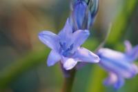 Hyacinthoides hispanica