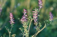 Fumaria officinalis