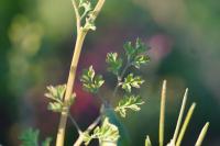 Fumaria officinalis