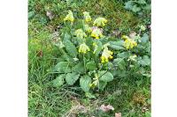 Primula veris
