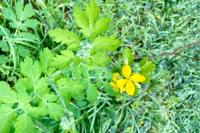 Chelidonium majus