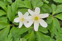 Anemone nemorosa