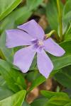 Vinca minor