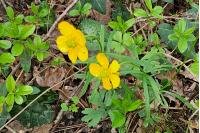 Ranunculus auricomus