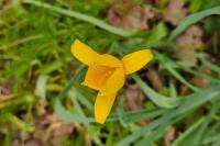 Tulipa sylvestris