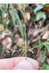 Luzula sylvatica