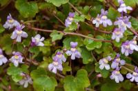 Cymbalaria muralis