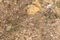 Holosteum umbellatum