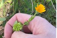 Calendula arvensis