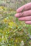 Milium vernale subsp. scabrum