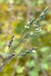 Milium vernale subsp. scabrum