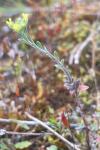Alyssum alyssoides