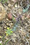 Alyssum alyssoides