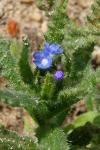 Lycopsis arvensis