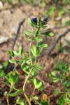Veronica triphyllos