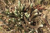 Petrosedum ochroleucum