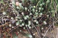 Petrosedum ochroleucum